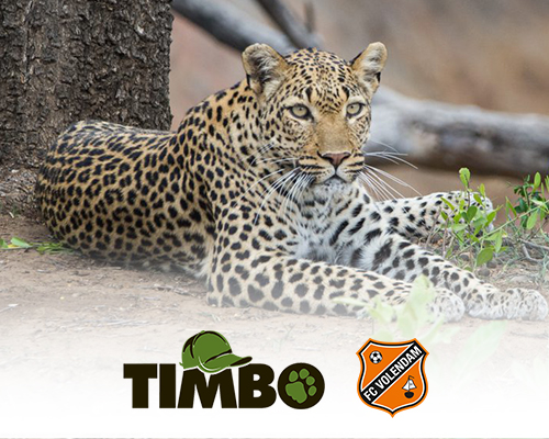 Timbo safari-arrangementen voor FC Volendam-supporters, relaties &amp; sponsoren